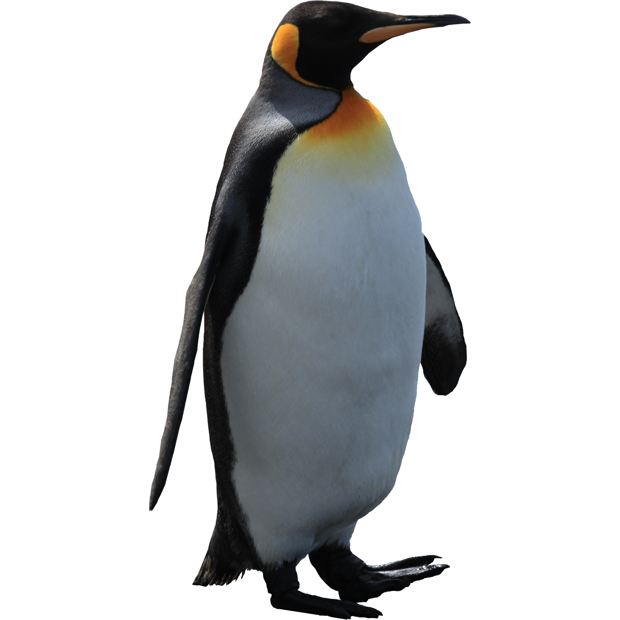 İmparator penguen