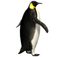 İmparator penguen