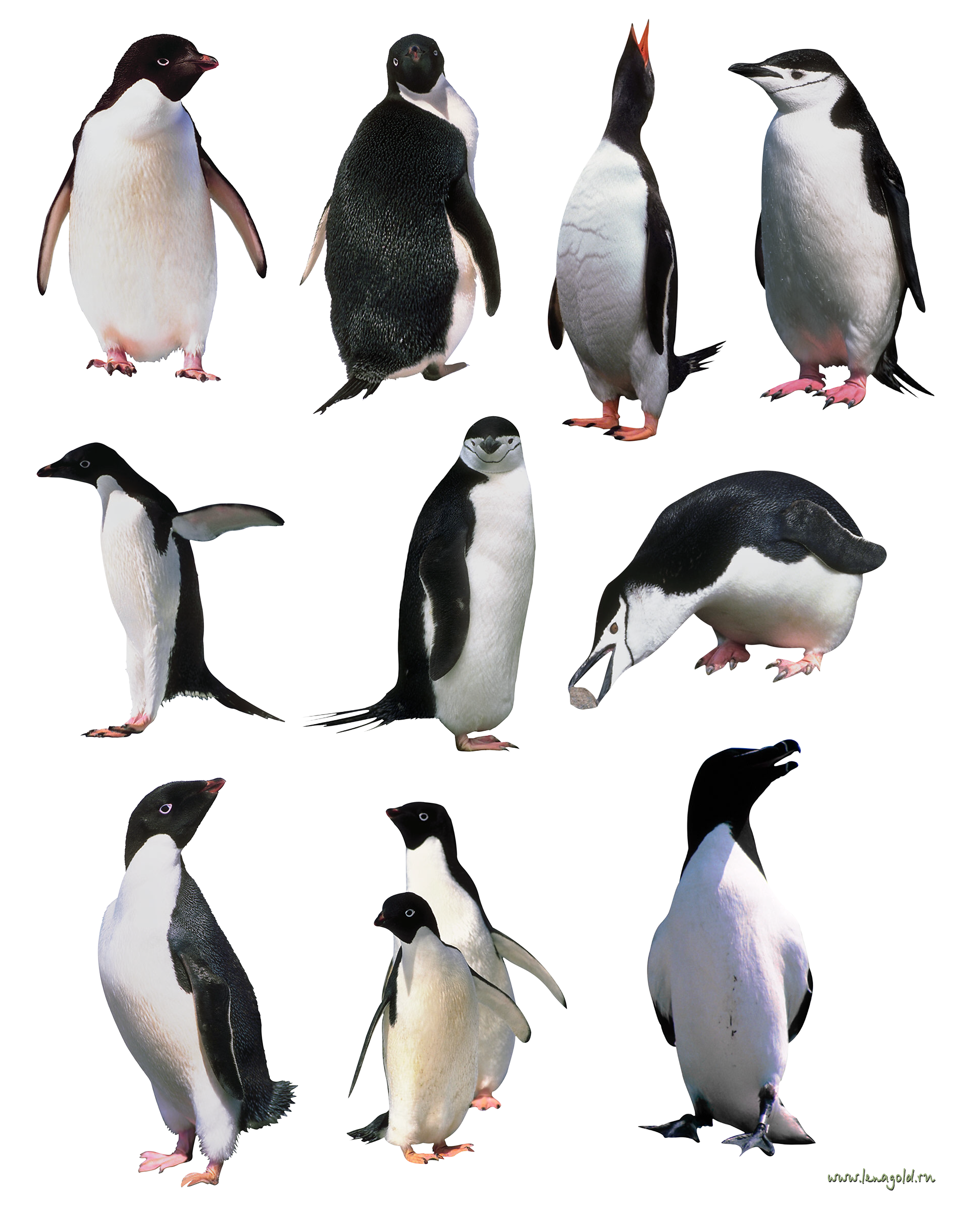Chim cánh cụt