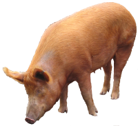 Porc