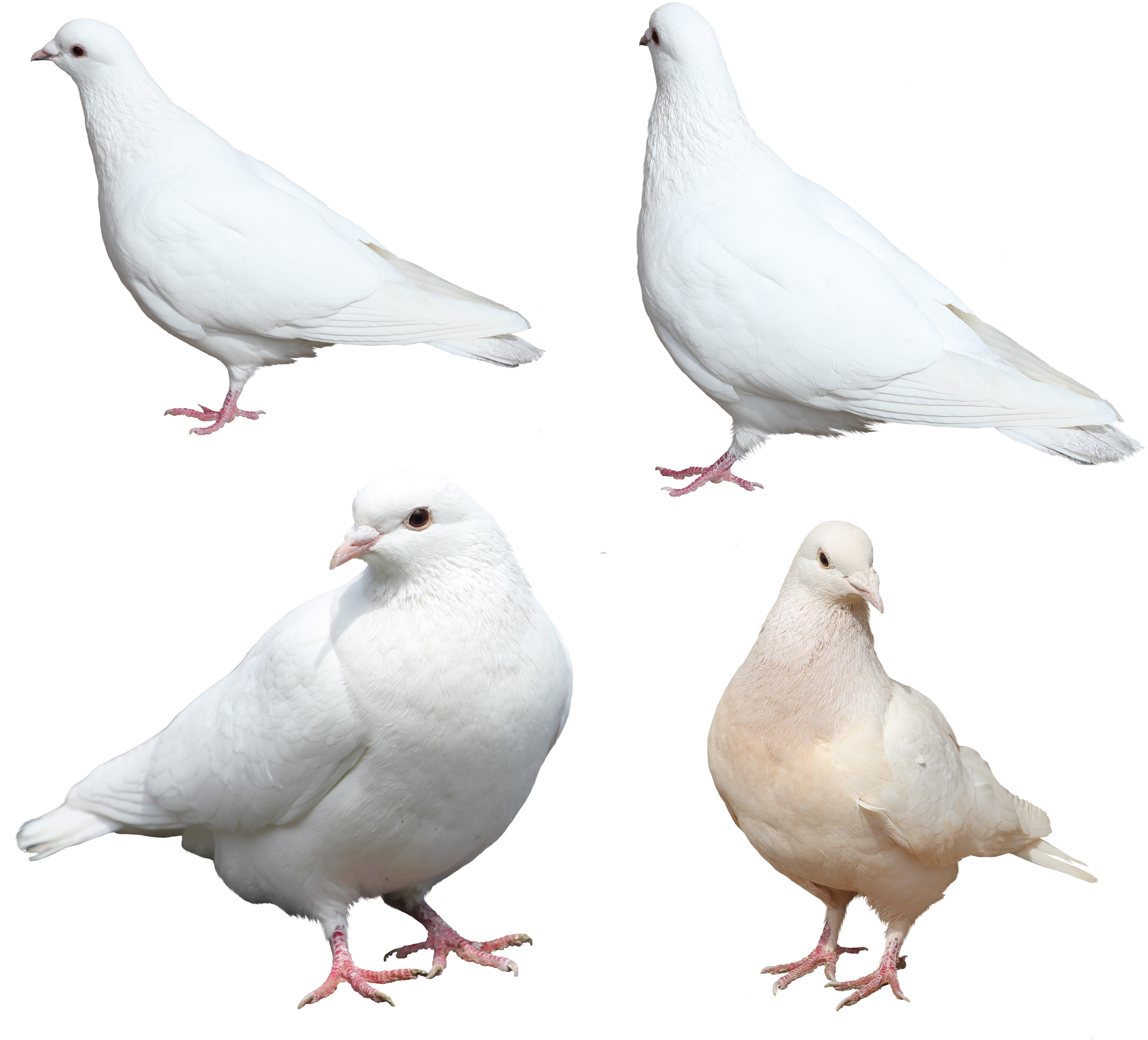 흰 비둘기