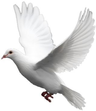 Beyaz uçan güvercin