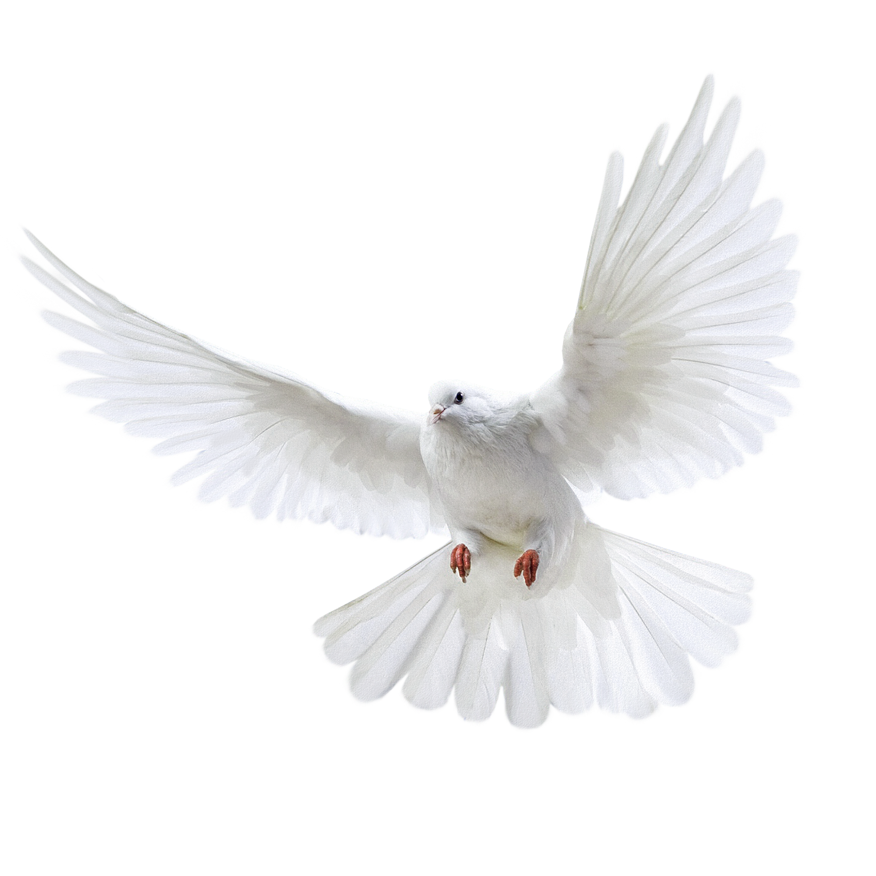 Pombo voador branco