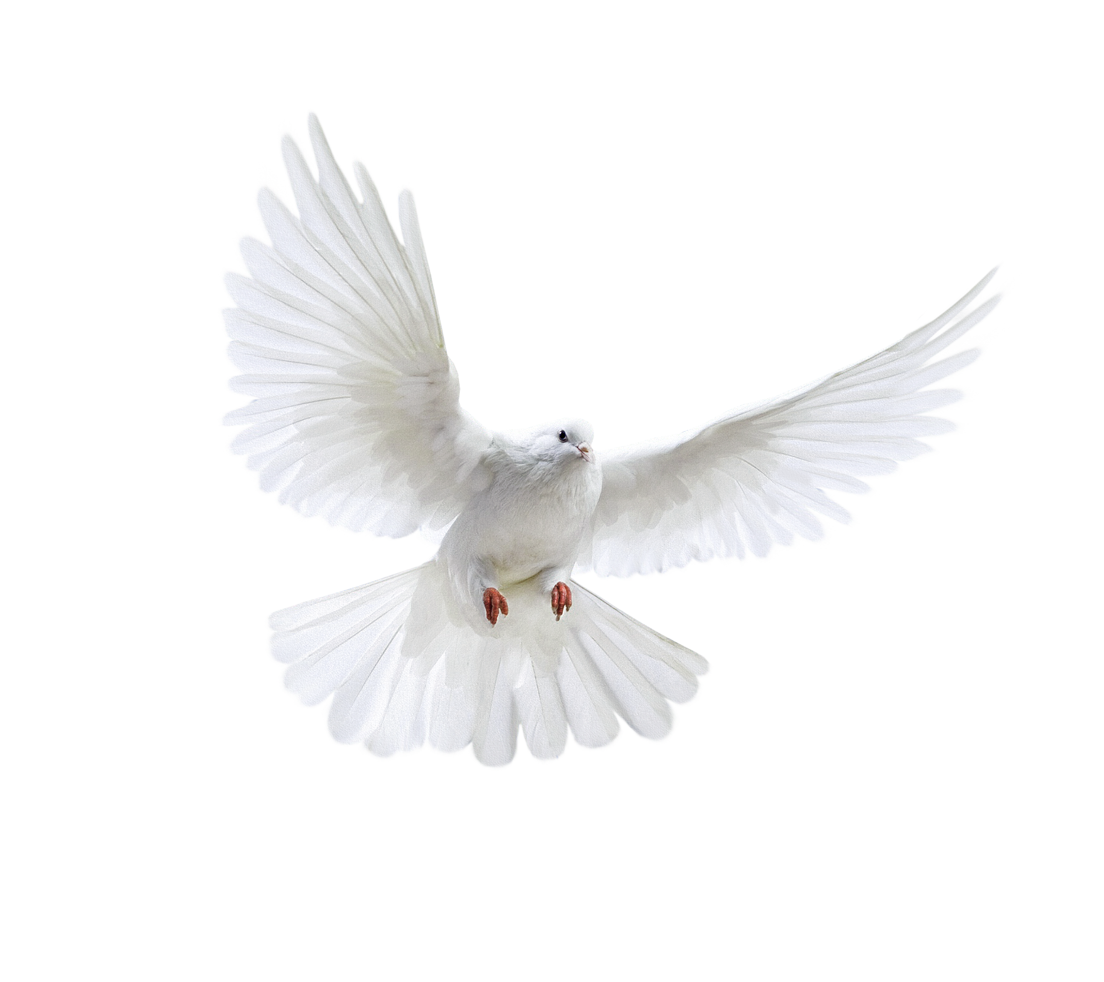 Pombo voador branco