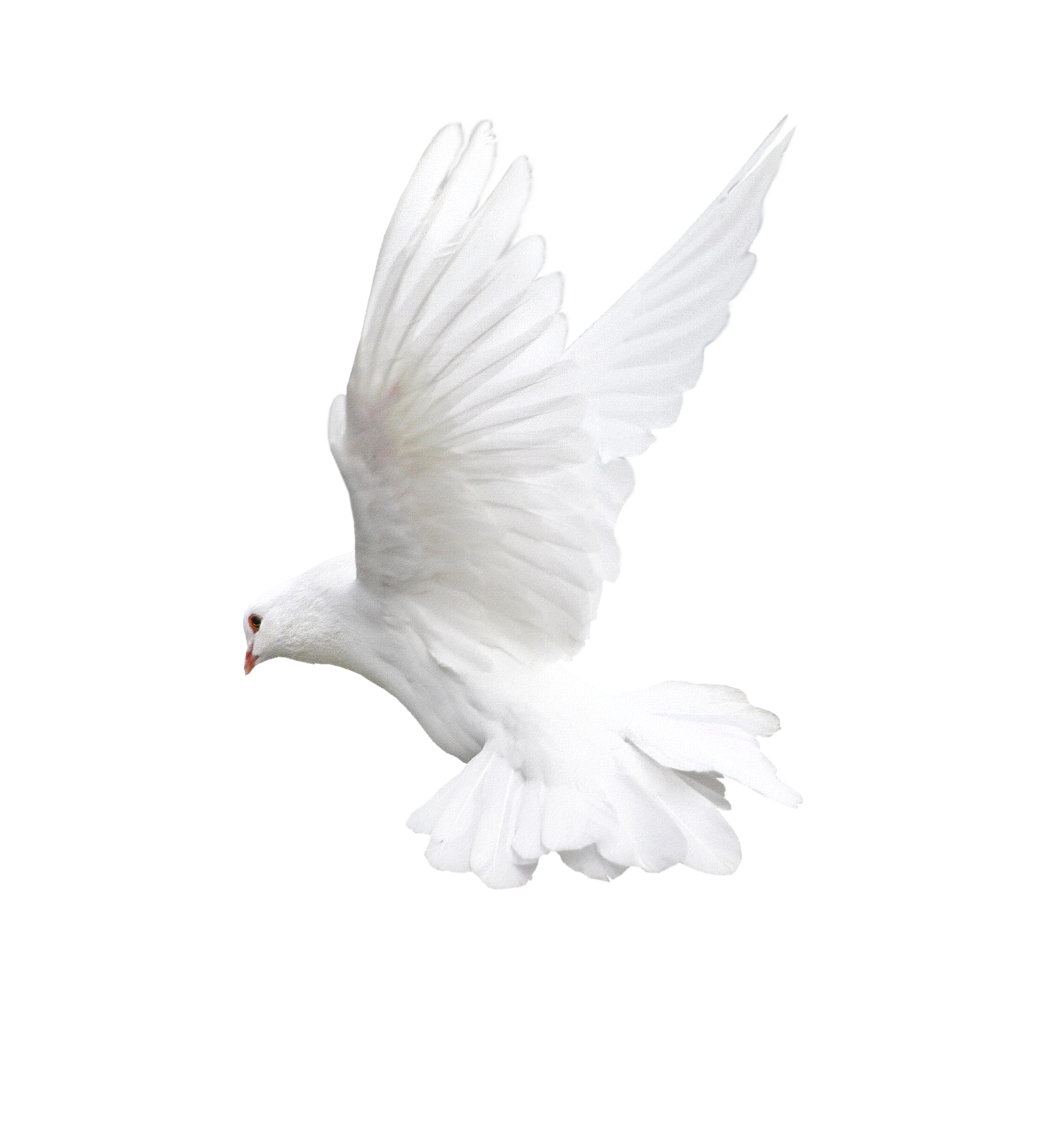 Pigeon volant blanc