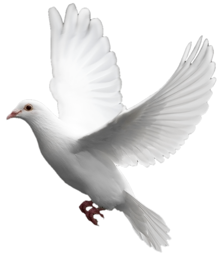 흰색 비행 비둘기