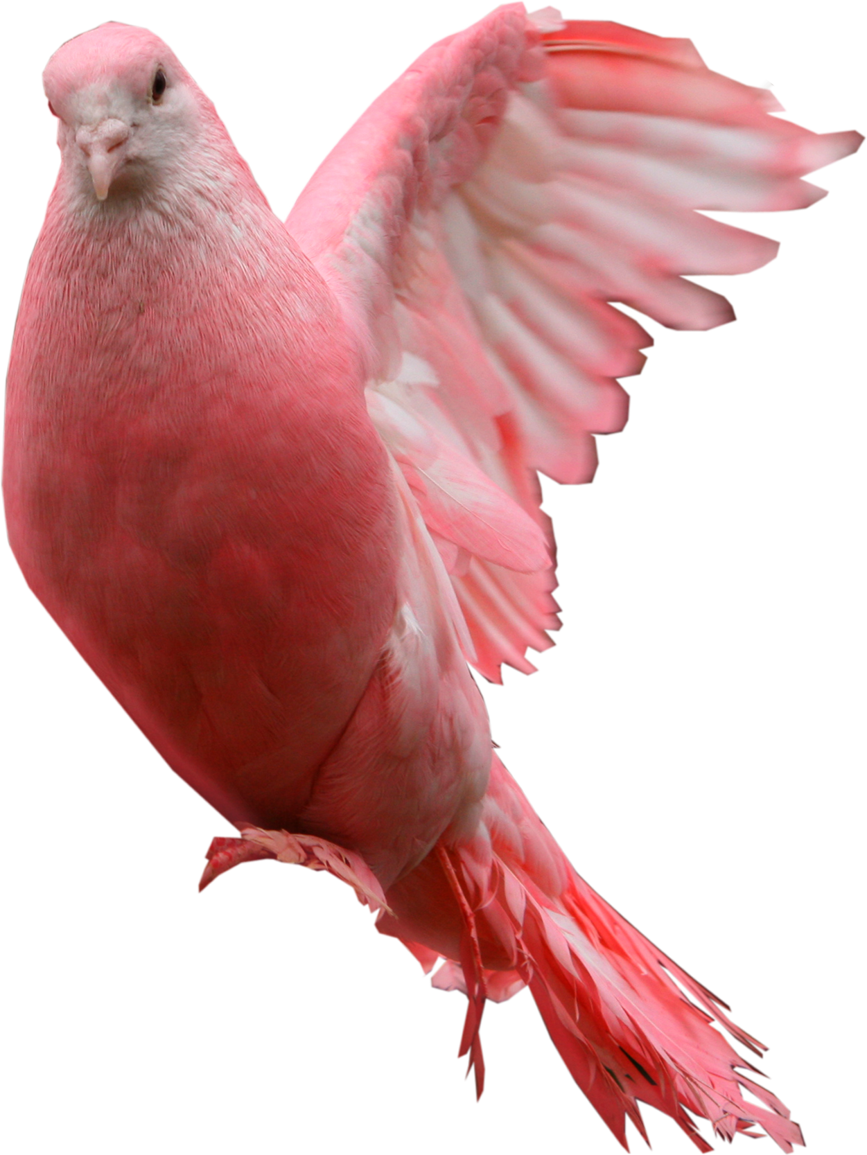 粉红色的鸽子