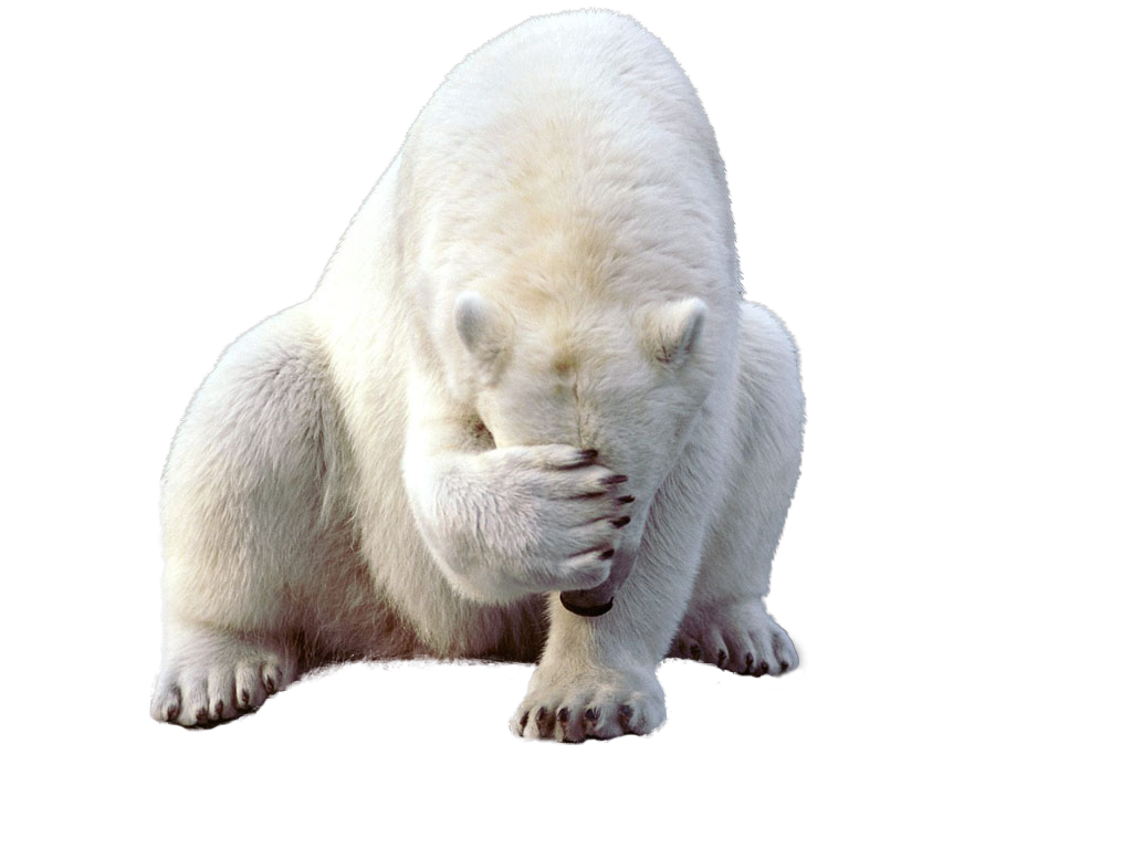 Beruang kutub menutupi wajahnya