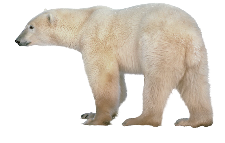 Beruang kutub menutupi wajahnya