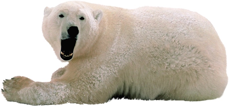 Gấu bắc cực che mặt