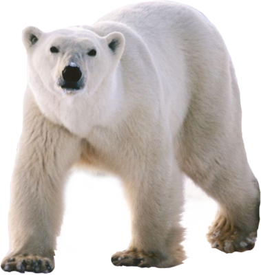 捂脸的北极熊
