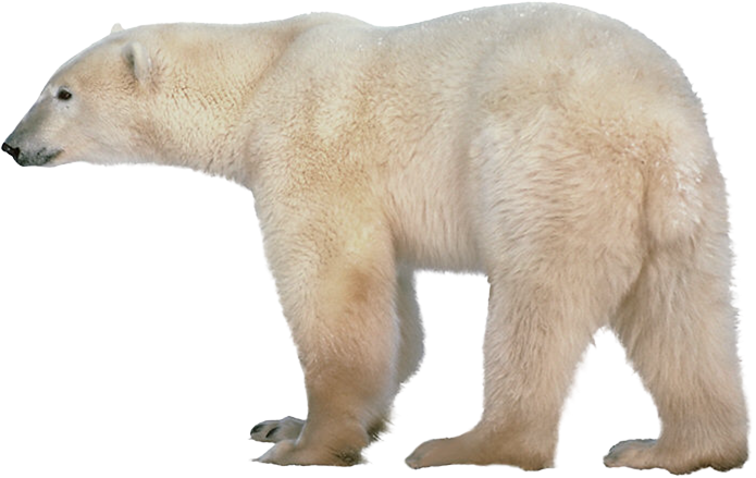 Urso polar cobrindo o rosto