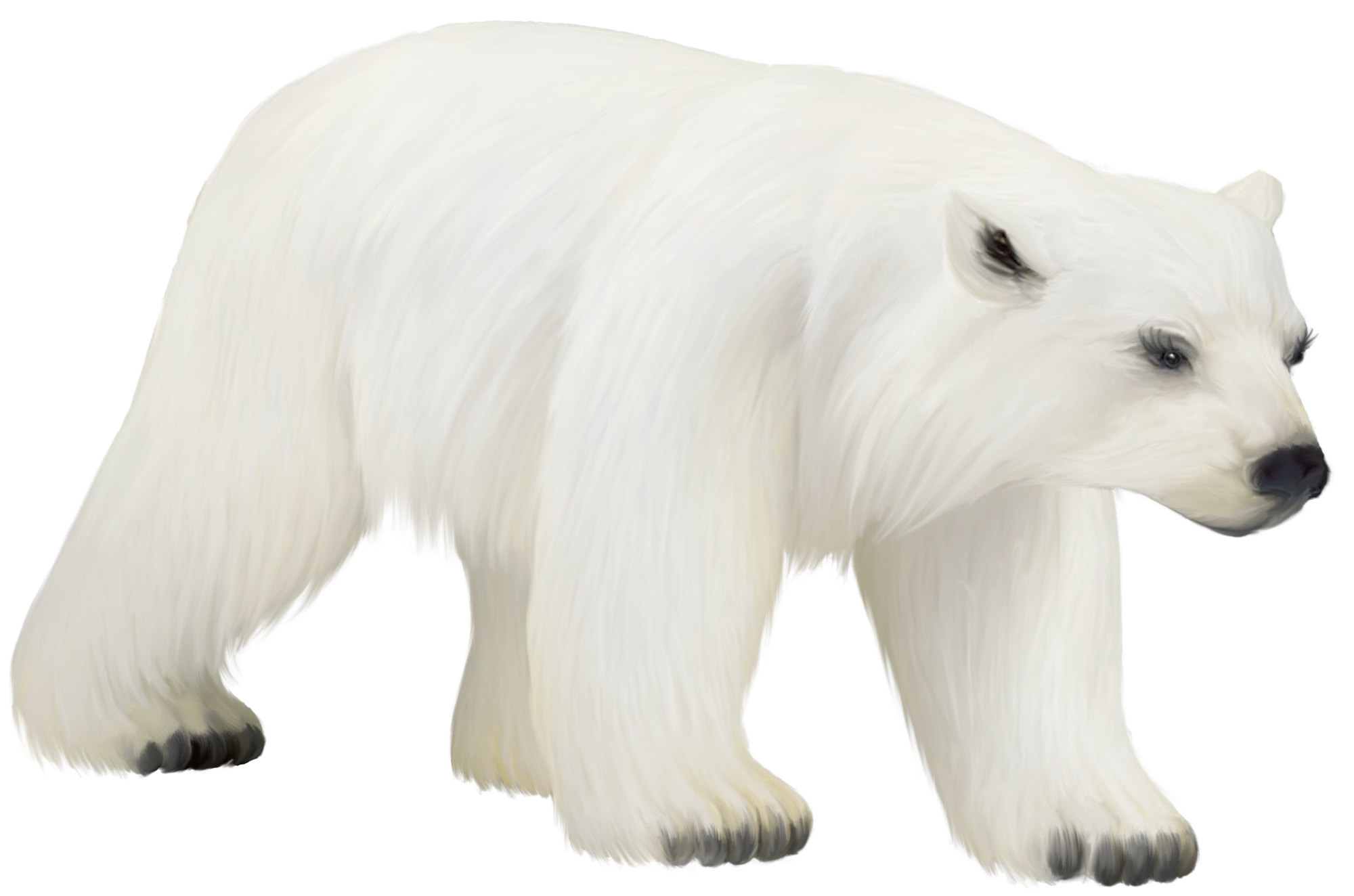 Niedźwiedź polarny zakrywający twarz