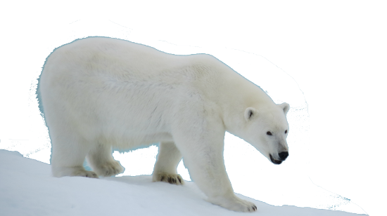 Ours polaire couvrant son visage