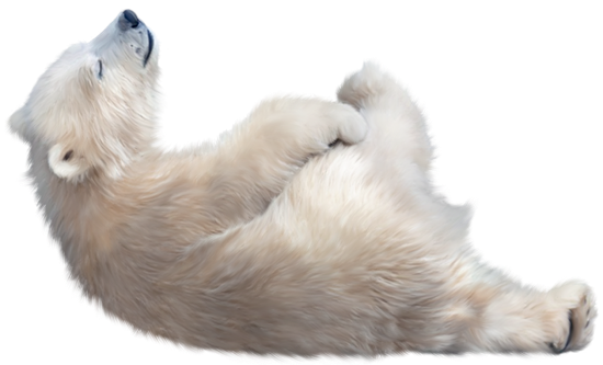 Urso polar cobrindo o rosto