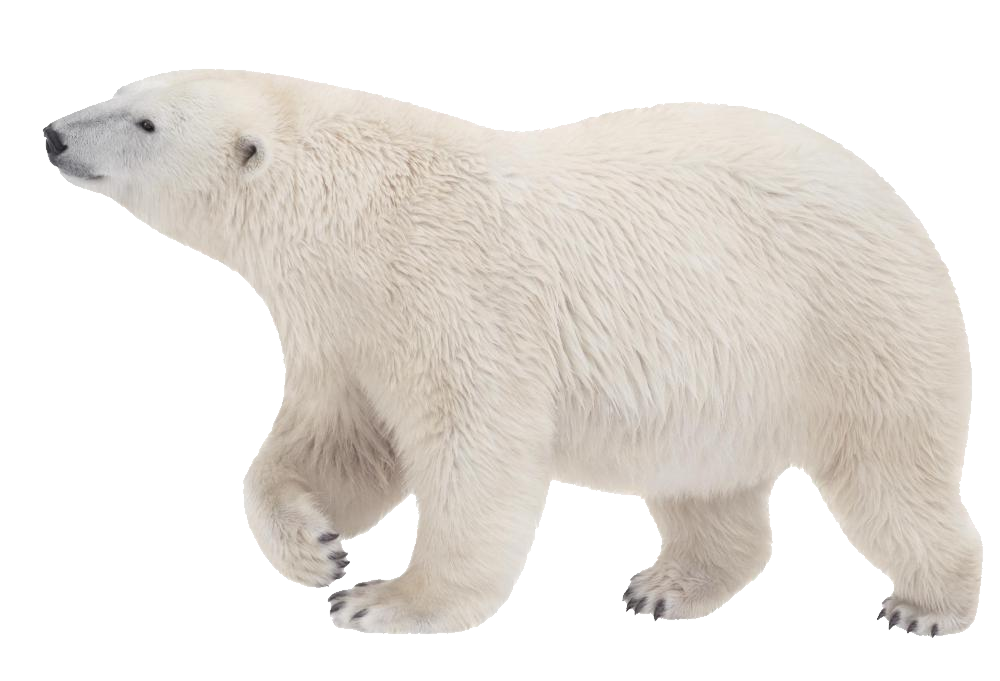Niedźwiedź polarny zakrywający twarz