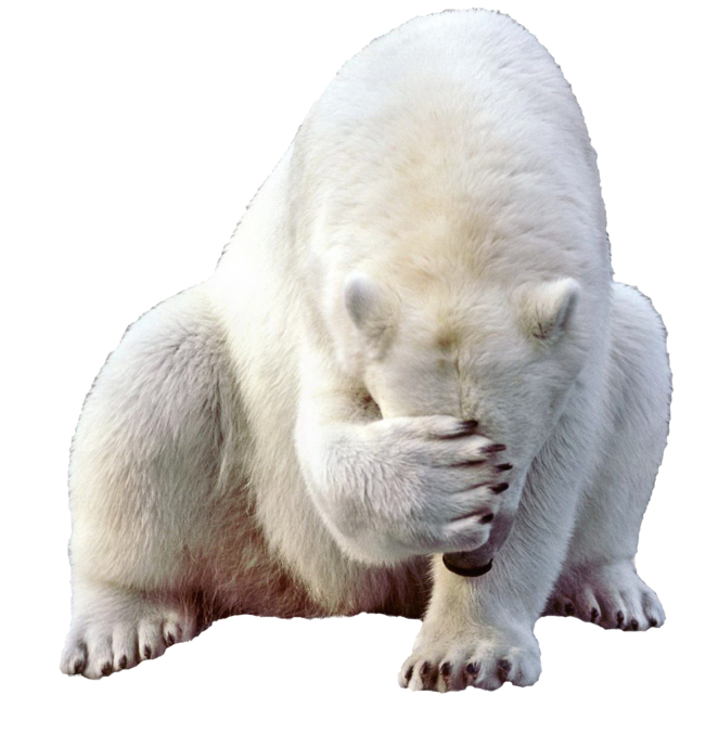 Gấu bắc cực che mặt