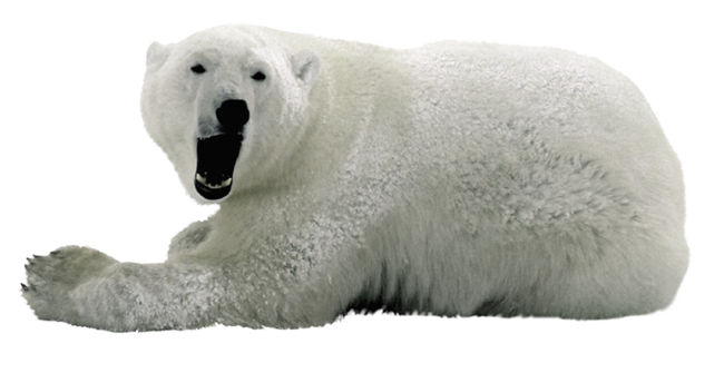 Yüzünü kaplayan kutup ayısı