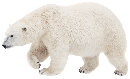 Orso polare che si copre la faccia