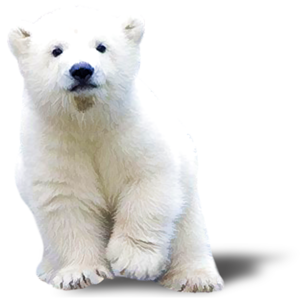 หมีขั้วโลกปิดหน้า
