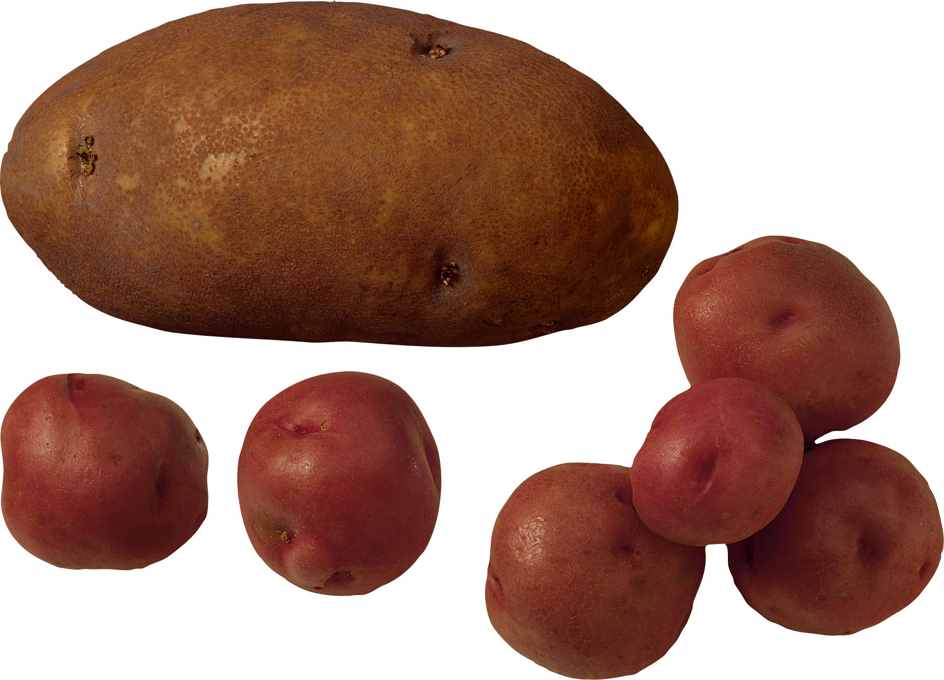 Pommes de terre rouges