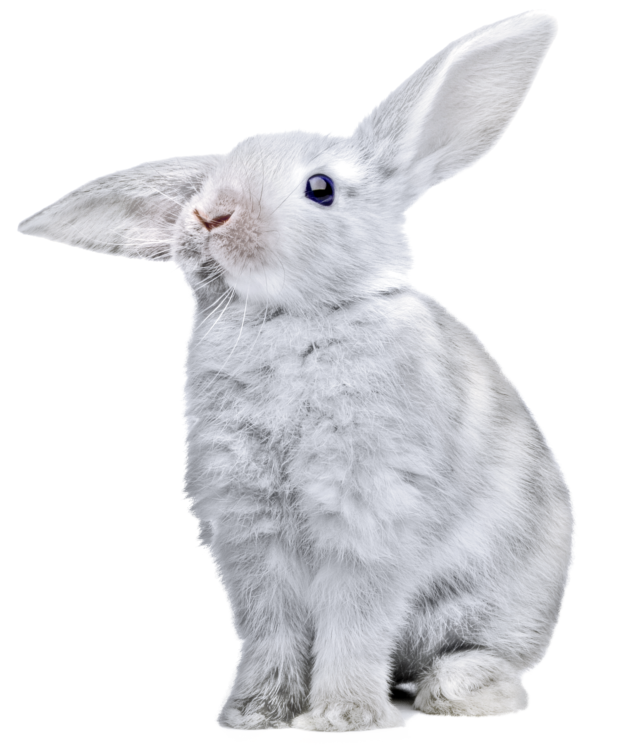 กระต่ายสีขาว