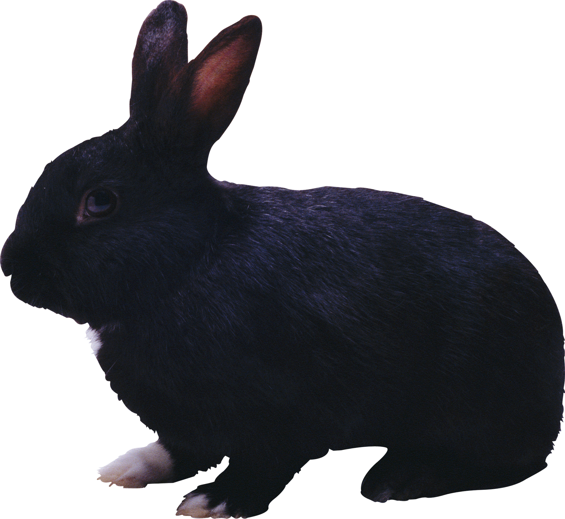 Czarny królik