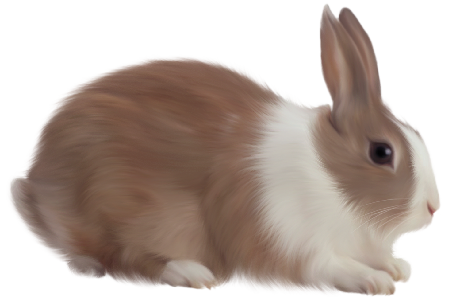 Con thỏ