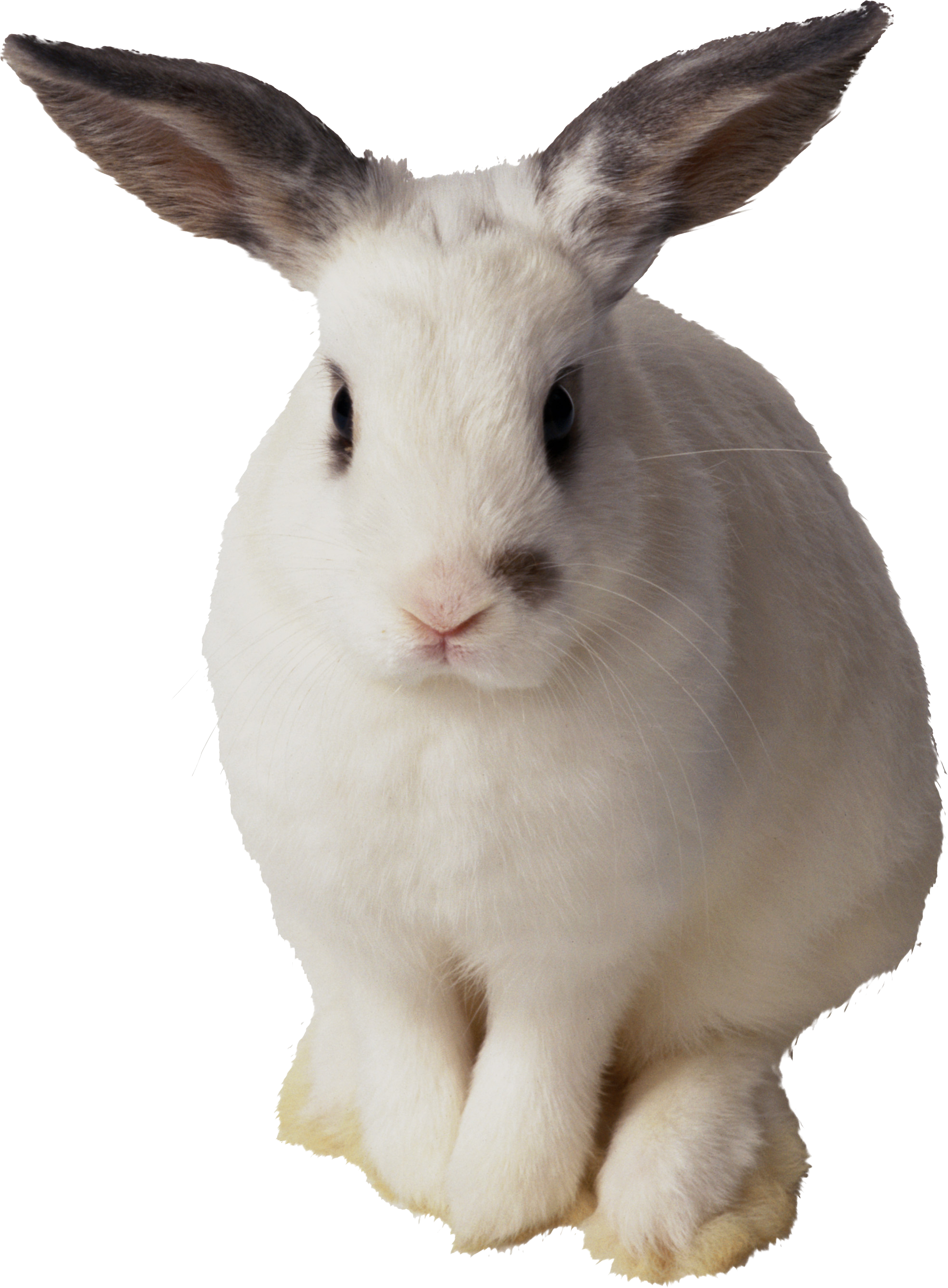 กระต่ายสีขาว