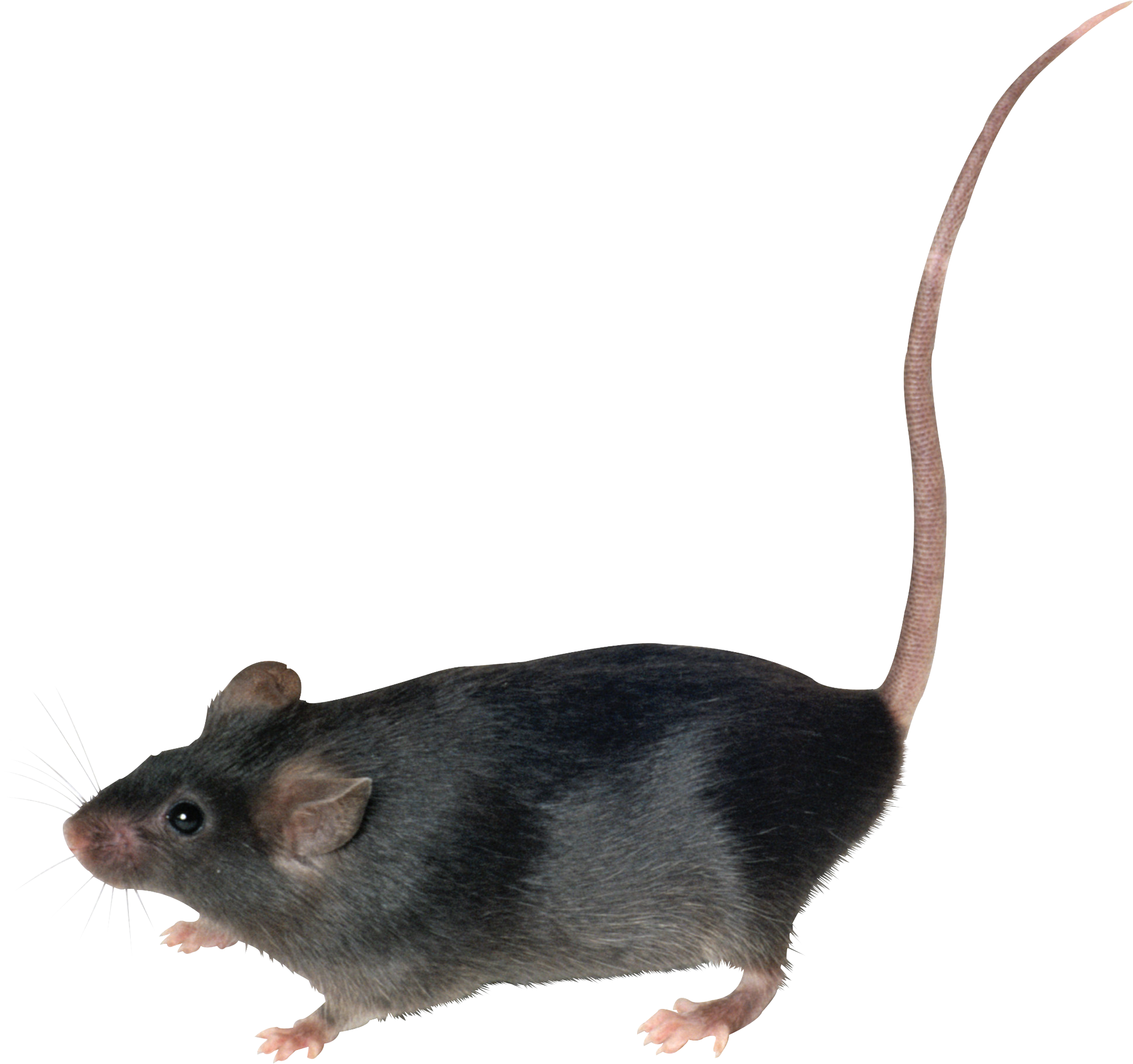 Con chuột