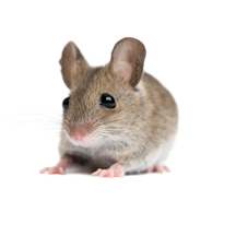 Kleine Maus