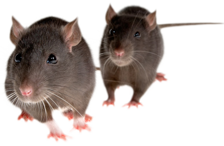 Dwie myszy