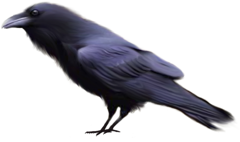 Burung gagak