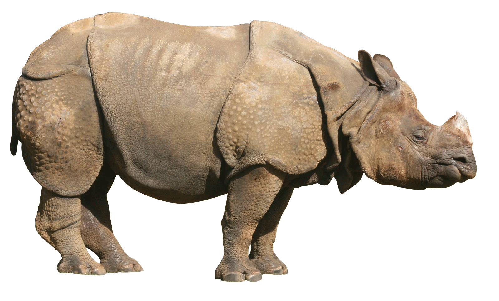 코뿔소