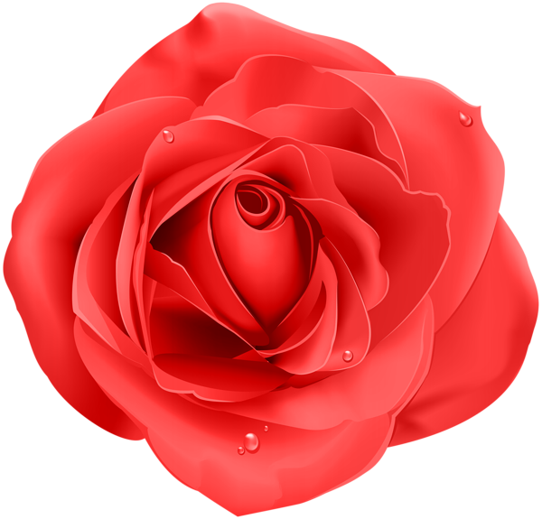 Hoa hồng