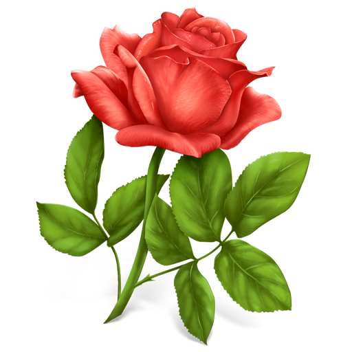 Mawar merah muda