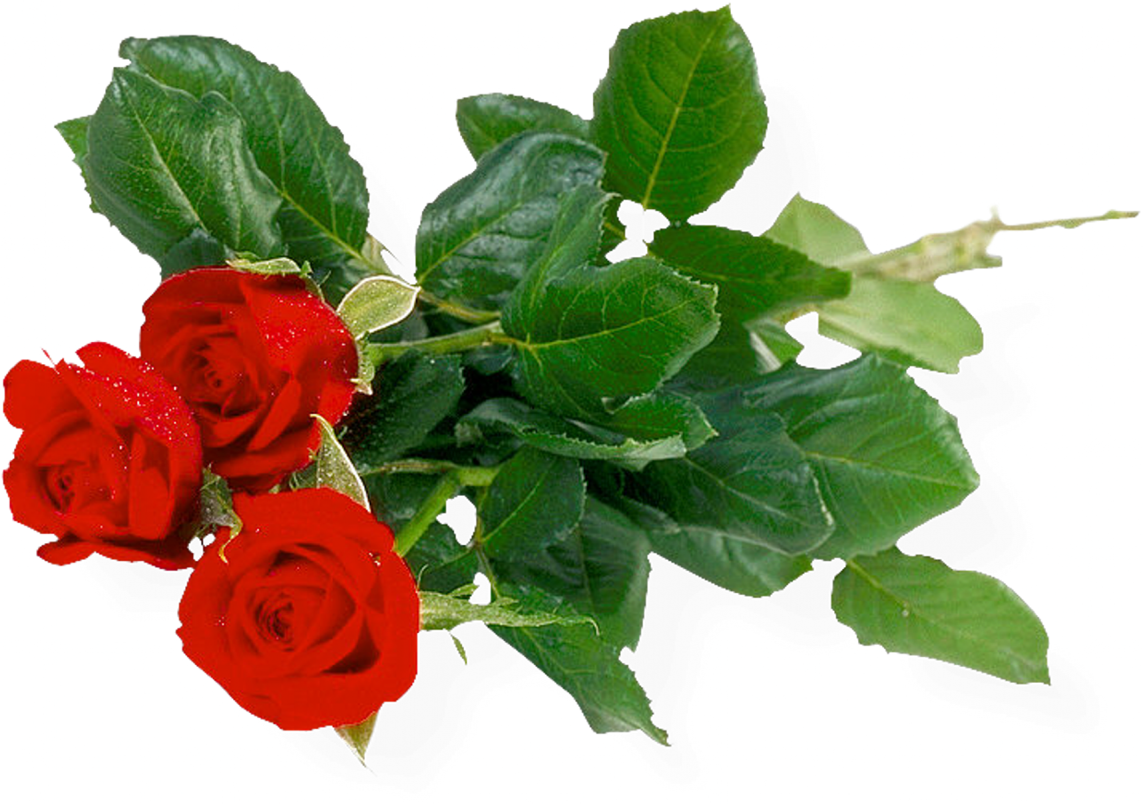 Một bó hoa hồng