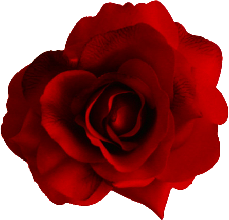 Bông hồng đỏ