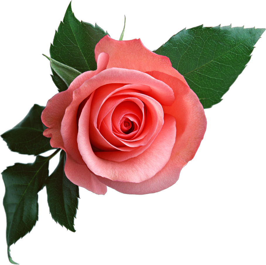 Rosa Rosa
