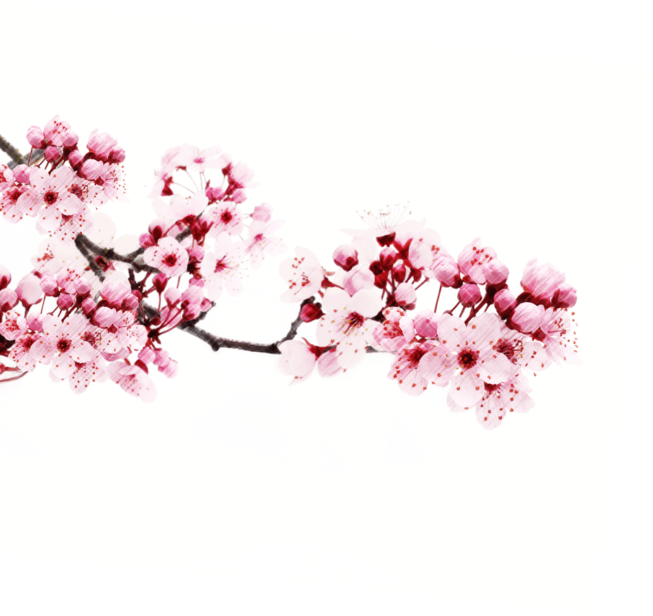 Flores de cerejeira