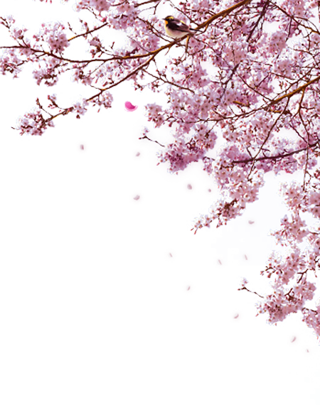 Bunga sakura