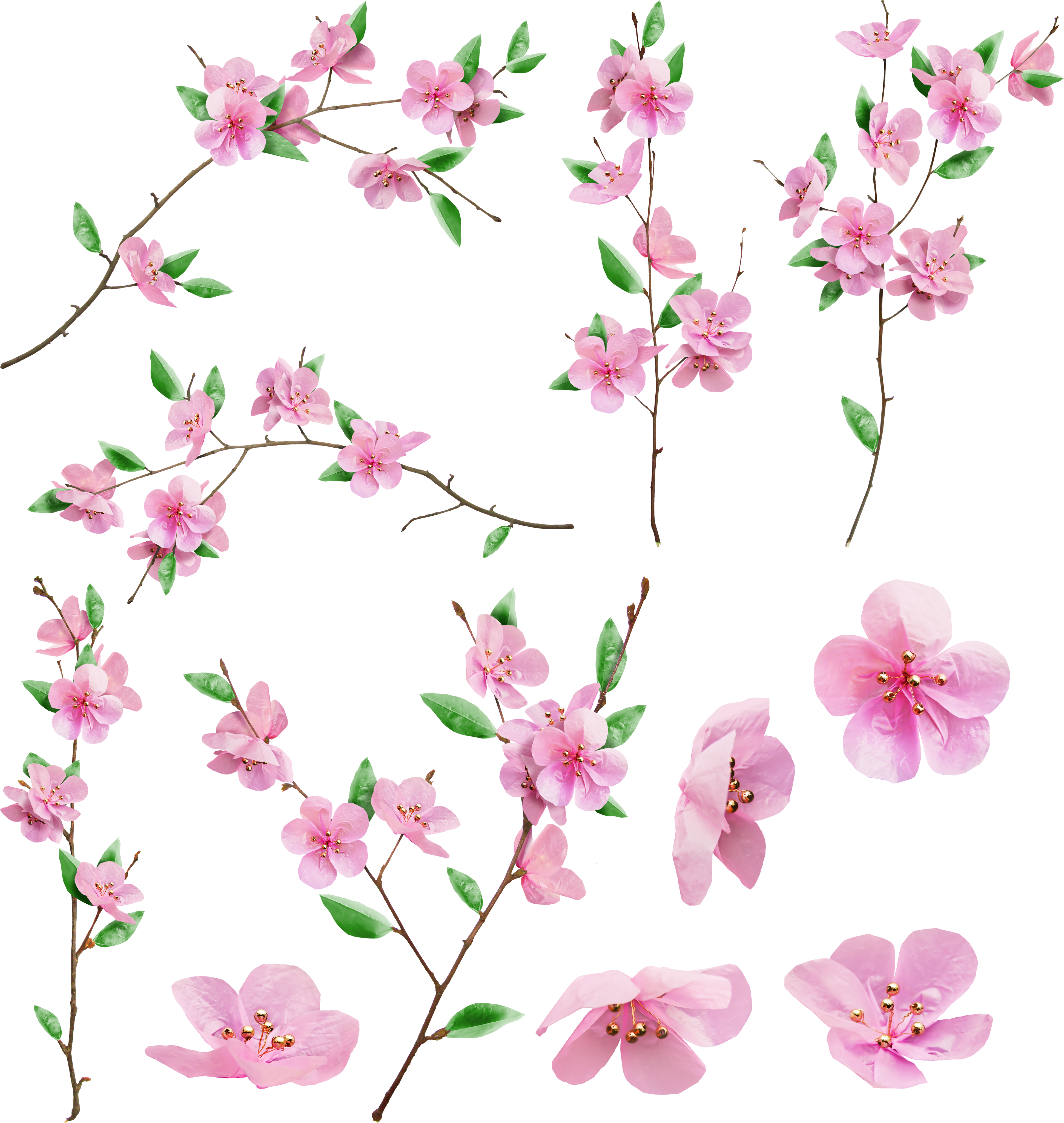 Kwiaty wiśni
