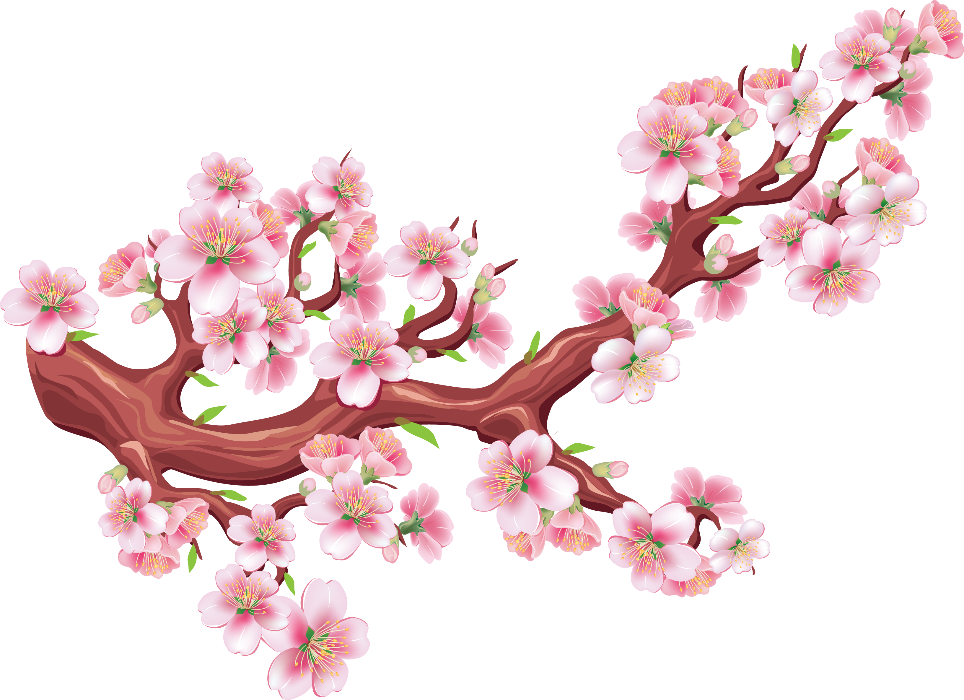 Flores de cerejeira