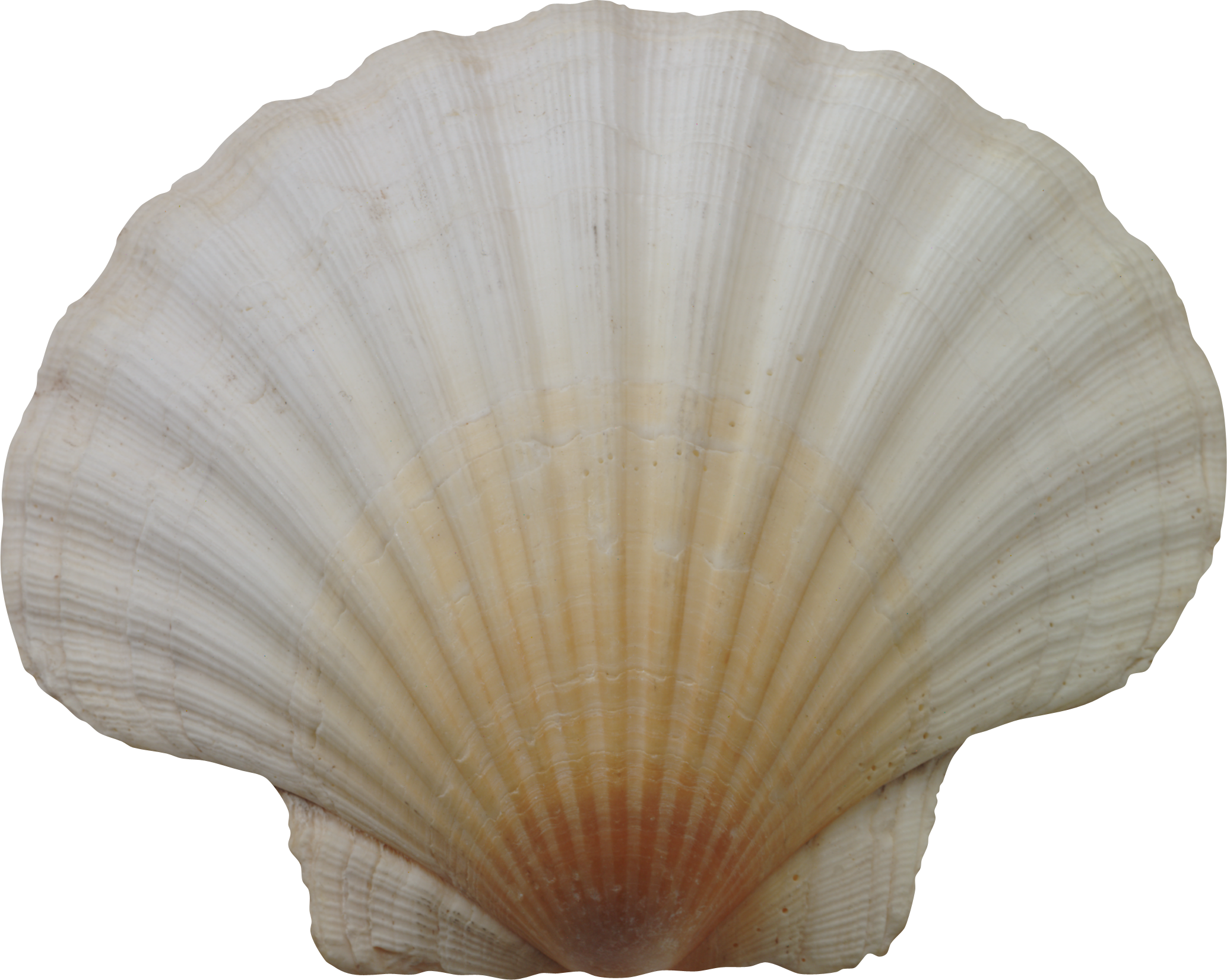 Coquille