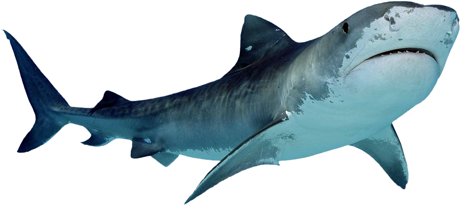 Cá mập