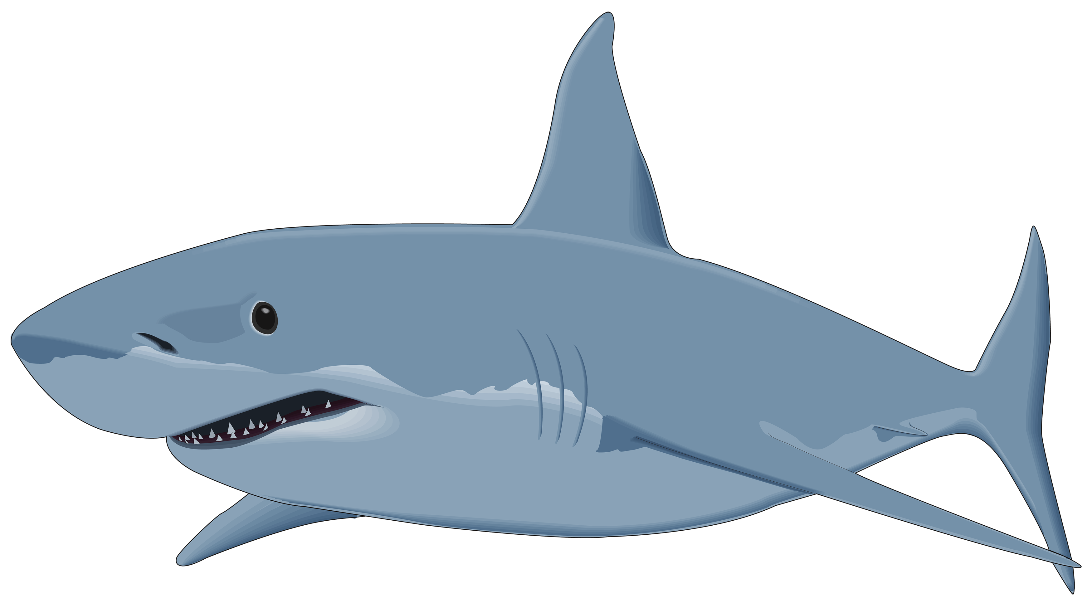 Requin de dessin animé