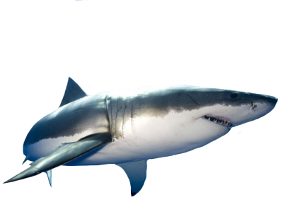 Tubarão de desenho animado