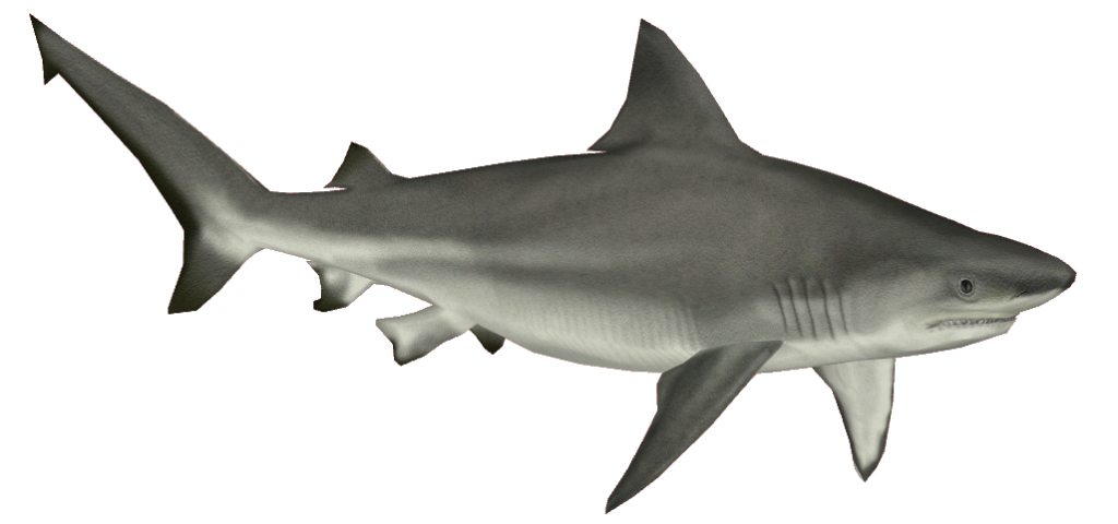 Karikatür köpekbalığı
