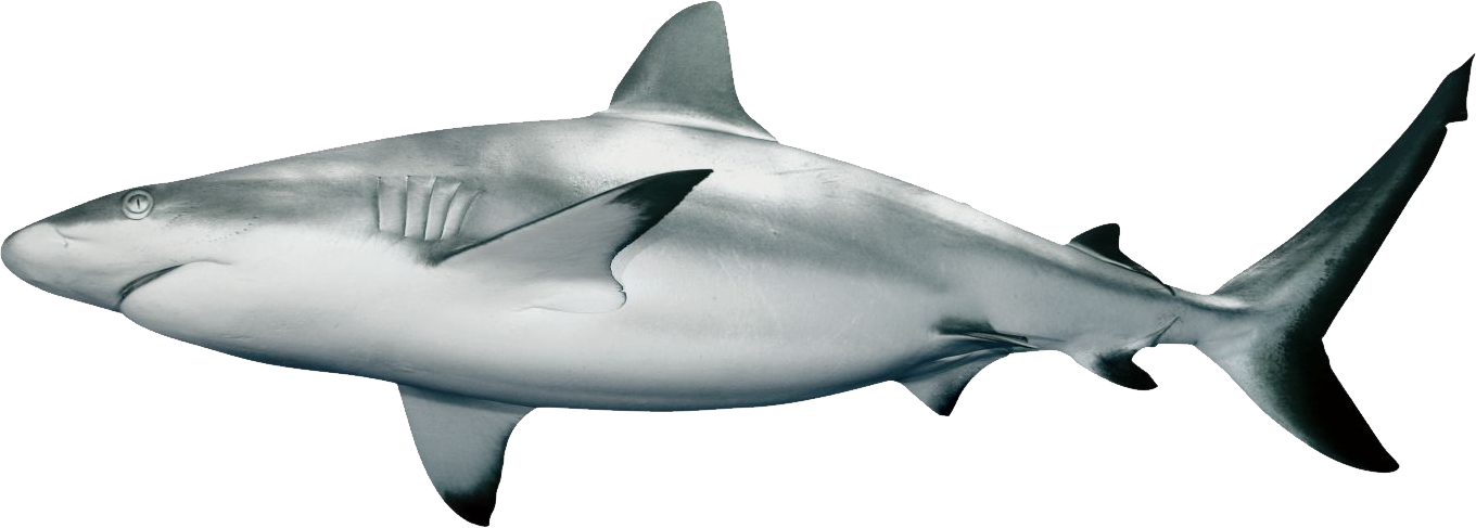 Karikatür köpekbalığı