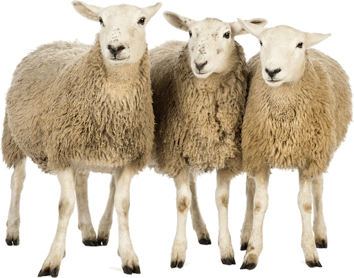 3匹の羊